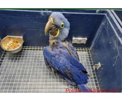 Trained Macaw Parrots for Sale