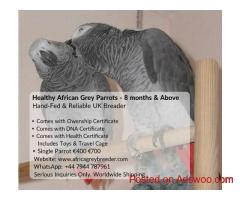 Healthy African Grey Parrots for Sale – Hand Raised & Fully Certified