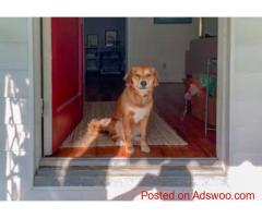 Seattle Pet Transportation Services by DOG GONE TAXI – Safe & Stress-Free Travel