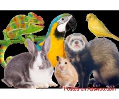 AIRBORNE ANIMALS – Safe, Professional & Global Exotic Animal Transport Experts