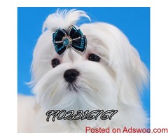 outstanding maltese quality puppies for sale in bangalore