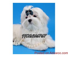 outstanding maltese quality puppies for sale in bangalore