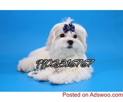 outstanding maltese quality puppies for sale in bangalore