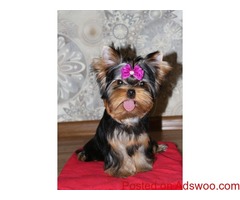 top most quality yorkshire terrier puppies for sale in bangalore