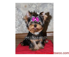 top most quality yorkshire terrier puppies for sale in bangalore