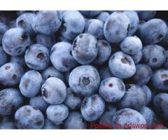 Frozen Blueberries Trader