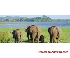 Book Serene Pavilions & Wild Coast – Ideal Luxury Getaways in Sri Lanka
