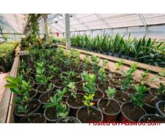 Urban Jungle: One of the Best Nurseries in Los Angeles for Lush Green Living