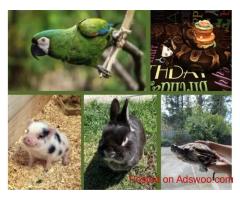 Exotic Pet Shipping Services by AIRBORNE ANIMALS Worldwide