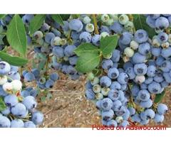 Premium South African Blueberry Export Solutions