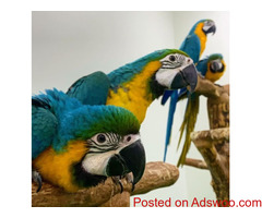 Macaw Parrots Chicks for Sale