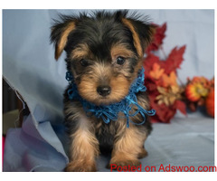 Charming Yorkie Puppies For Adoption TEXT (320) 287-8134