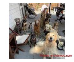 Best dog daycare in Powell-Gilhurst