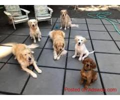 Best dog daycare in Powell-Gilhurst