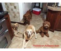 Best dog daycare in Powell-Gilhurst