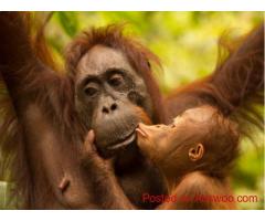 Eco Tours Borneo | Orangutan Tours Malaysia