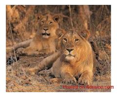 Gujarat Wildlife Tour | Wildlife Tours in India