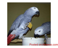 7 months old Adorable African gray parrots for sale