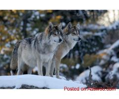 Snow Leopard Tour Mongolia | Mongolia Wildlife Safari