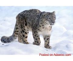 Snow Leopard Tour Mongolia | Mongolia Wildlife Safari
