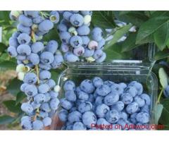 Organic Blueberries for Sale | Blueberries Holdings