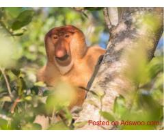 Borneo Birding and Wildlife Tour | Borneo Birdwatching Tour