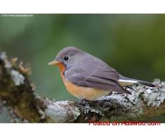 Birding in Kashmir | Birdwatching Tours Packages in Kashmir