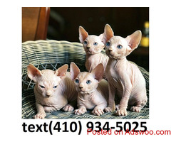 Super adorable sphynx kittens for sale!