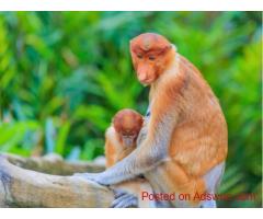 Borneo Wildlife Photography Tour | Malaysian Photography Tour