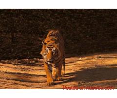 Ranthambhore Luxury Resort – Stay at Oberoi Vanya Vilas