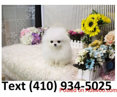 Healthy tiny teacup Pomeranian Puppies for sale.