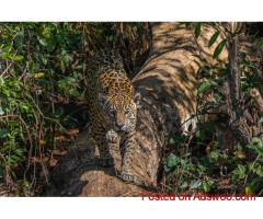 Pantanal and Cerrado Wildlife Tour | Pantanal Jaguars and Birds Tour