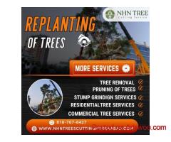 Residential Tree Services in Hyderabad