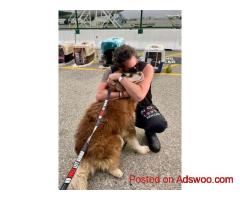 End the Dog Meat Trade: Rescue, Hope, and Action | No Dogs Left Behind