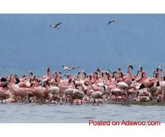 Gujarat Wildlife Sanctuary | Kutch Gujarat Tours