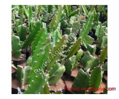 White Dragon Plant
