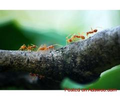 Fire Ants Gold Coast Control Services | Expert Solutions by Termicide