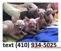Adorable hairless sphynx kittens for sale!!