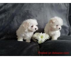 Awesome T-Cup Maltese Puppies Available