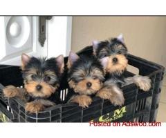 Loving Tea Cup Yorkie Puppies