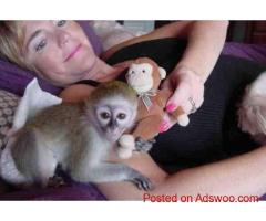 Awesome Marmoset And Capuchin Monkeys Available Now