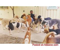 Pet Boarding Near Me Lents
