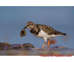 Birding in South Goa | Goa Tour Package