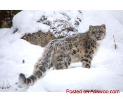 Snow Leopard Tour Ladakh | Wildlife Photography in Himalayas