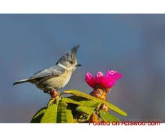 Bird Watching in Bhutan | Bhutan Bird Watching Tour