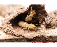 Termite Protection Gold Coast | Trusted Termicide Experts