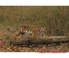 Chitwan National Park Tour | Nepal Tour Places