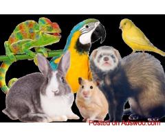 Best Pet Delivery Service | AIRBORNE ANIMALS Safe Transport ProX!