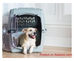 Reliable Pet International Relocation Services | DOG GONE TAXI