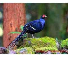 Taiwan Birding Tour | Taiwan Nature Tour